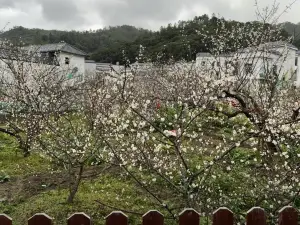 Luhe Shiwai Meiyuan Scenic Area