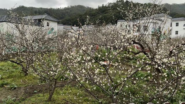 Luhe Shiwai Meiyuan Scenic Area