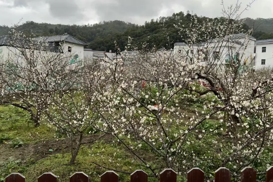 陸河世外梅園景區