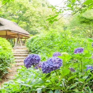 六義園