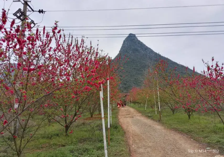 馬家坊十三幺花海