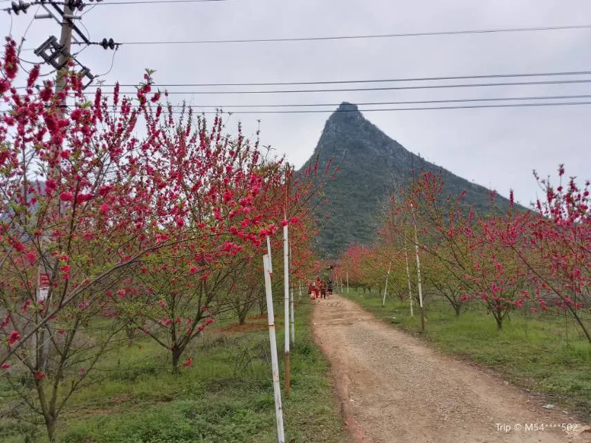 1_馬家坊十三么花海