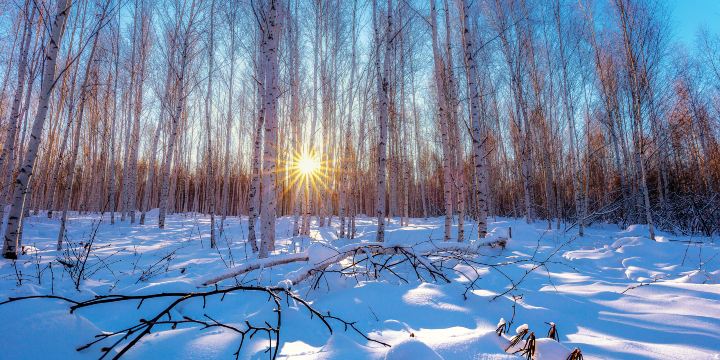 White Birch Forest