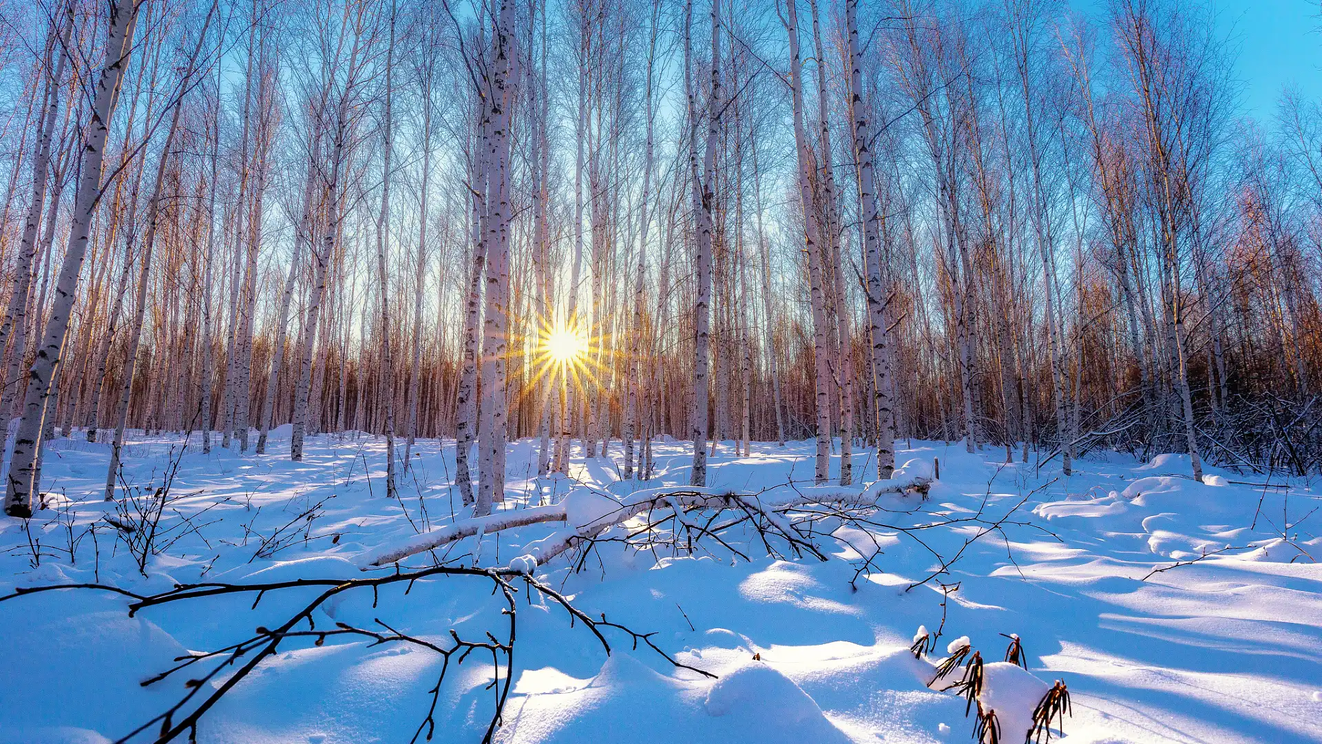 Hotels near Beiji Village - White Birch Forest