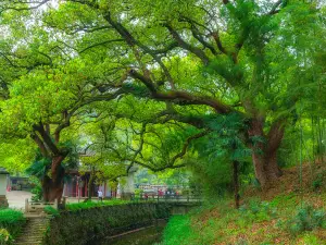 Fenghuang Mountain Scenic Area