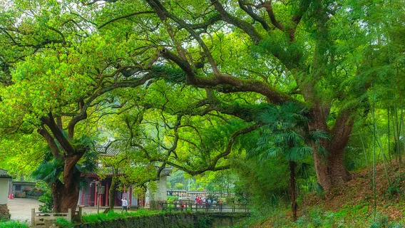 Fenghuang Mountain Scenic Area