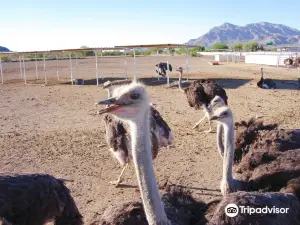 Rooster Cogburn Ostrich Ranch