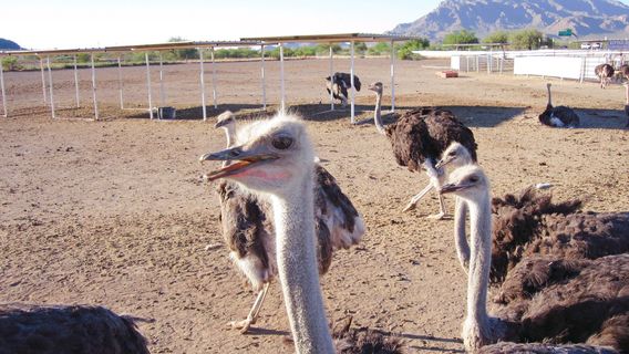 Rooster Cogburn Ostrich Ranch