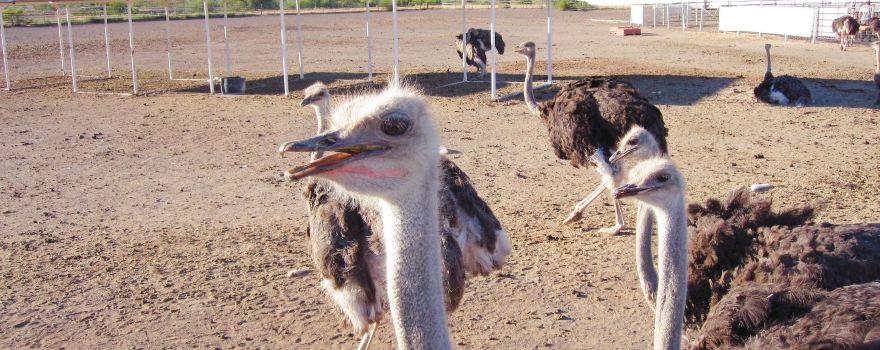 Rooster Cogburn Ostrich Ranch