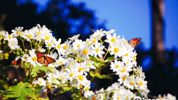 Monarch Butterfly Sanctuary