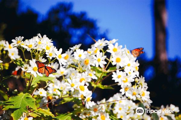 Monarch Butterfly Sanctuary
