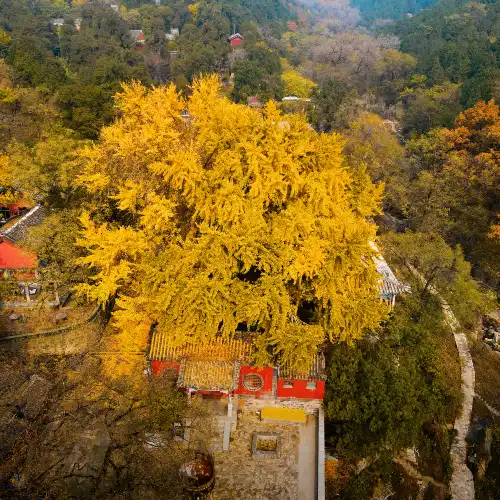 Popular Fall Viewing Attractions in Tai'an