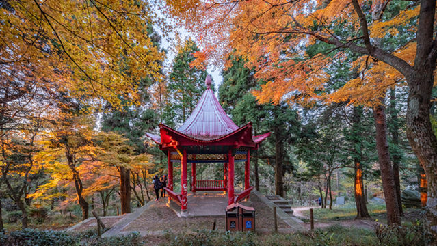 Maple Leaf Viewing in Lushan