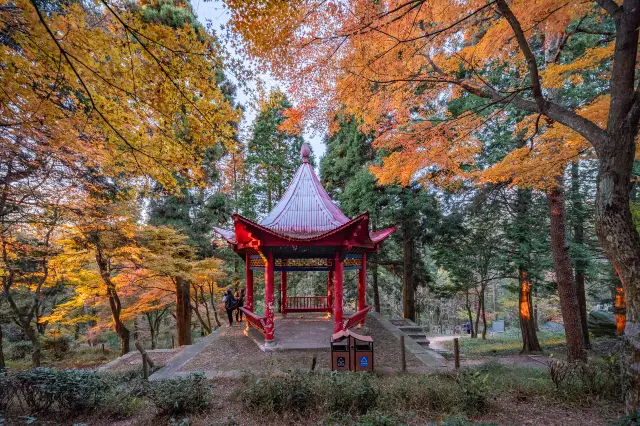 Maple Leaf Viewing in Lushan