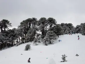 Centro de Ski Araucarias - Volcán Llaima