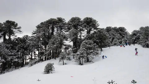 Centro de Ski Araucarias - Volcán Llaima attraction in ชิลี