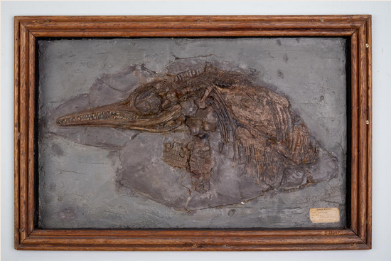 BREAKING GROUND | Oxford University Museum of Natural History