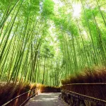 嵐山 竹林小徑