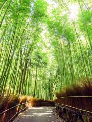 Arashiyama Bamboo Forest