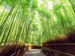 Arashiyama Bamboo Forest