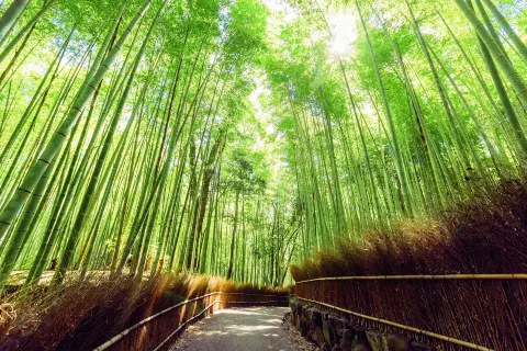 嵐山 竹林小徑
