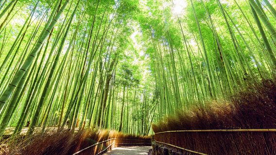 Arashiyama Bamboo Forest