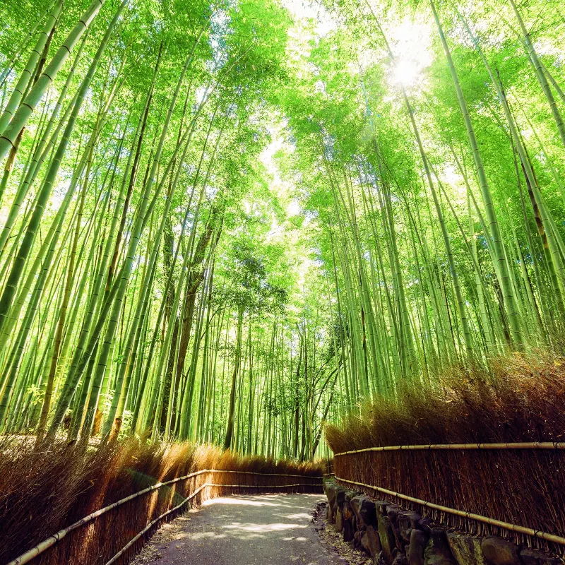 嵐山 竹林小徑