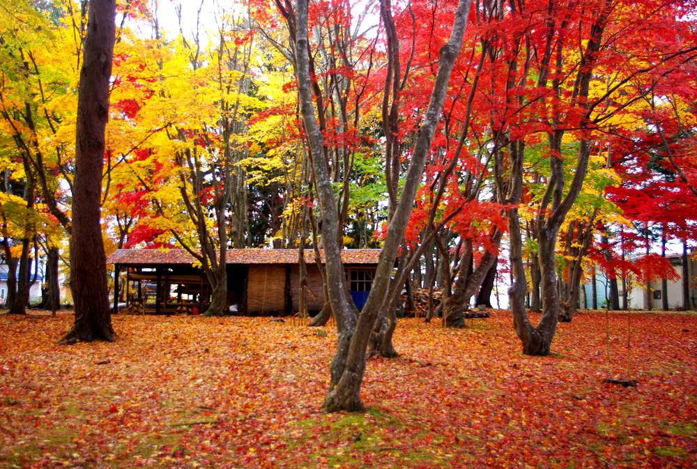 函館紅葉祭 | 函館