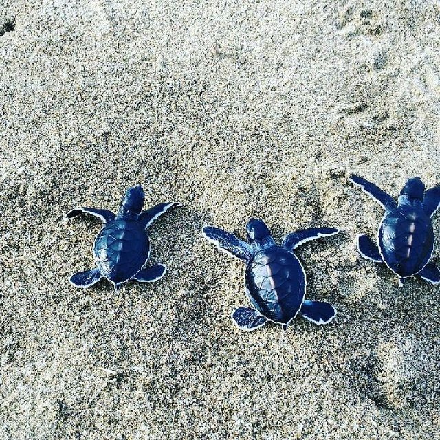Turtle beach Sukamade