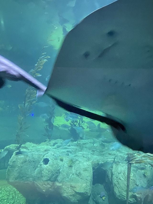 香港人的回憶 海洋公園