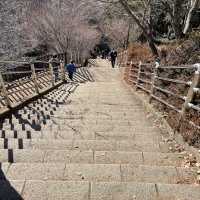 富士山と五重塔   新倉富士浅間神社 
