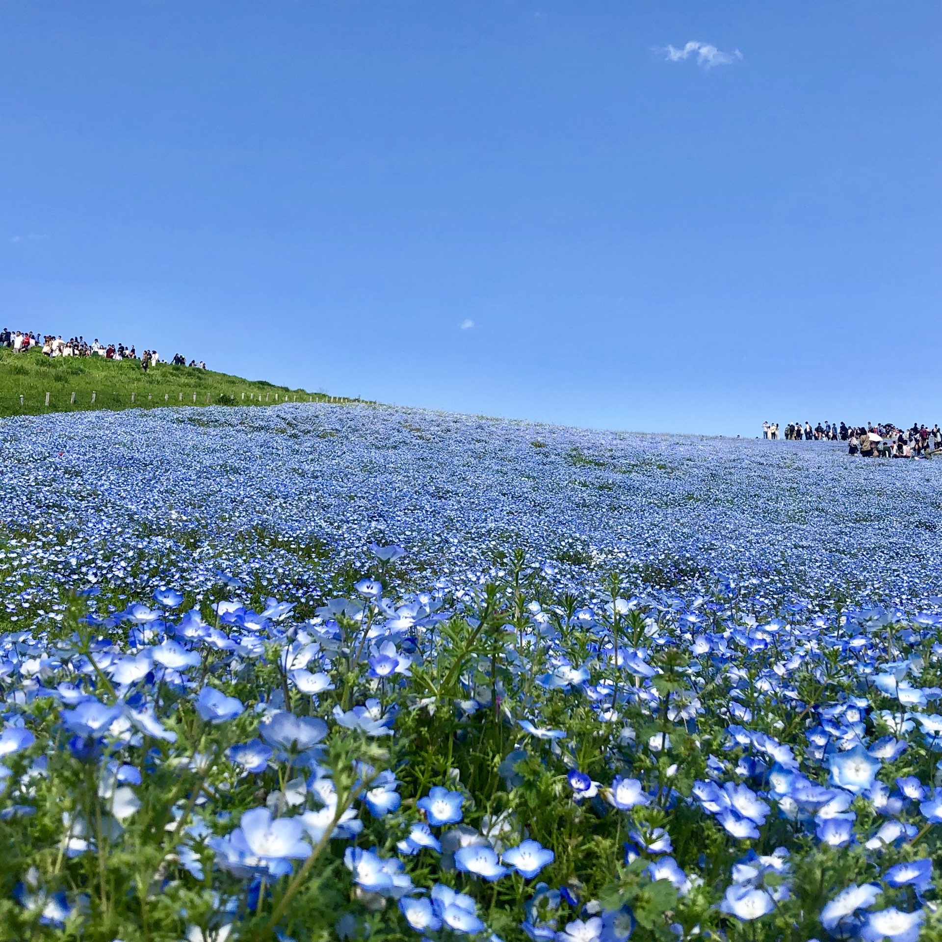 国営ひたち海浜公園 茨城 Trip Com ひたちなかの旅のブログ