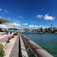 又高又大的玫瑰花種在尖東海旁K11門囗