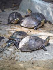 馬尼拉動植物園