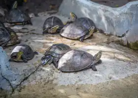 馬尼拉動植物園