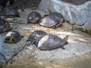 馬尼拉動植物園