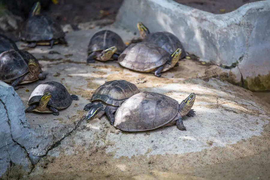 Zoo de Manille