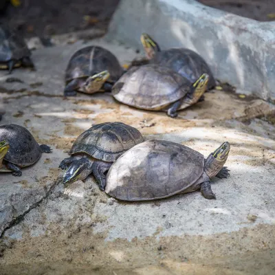Авиабилеты Манила Эль-Нидо