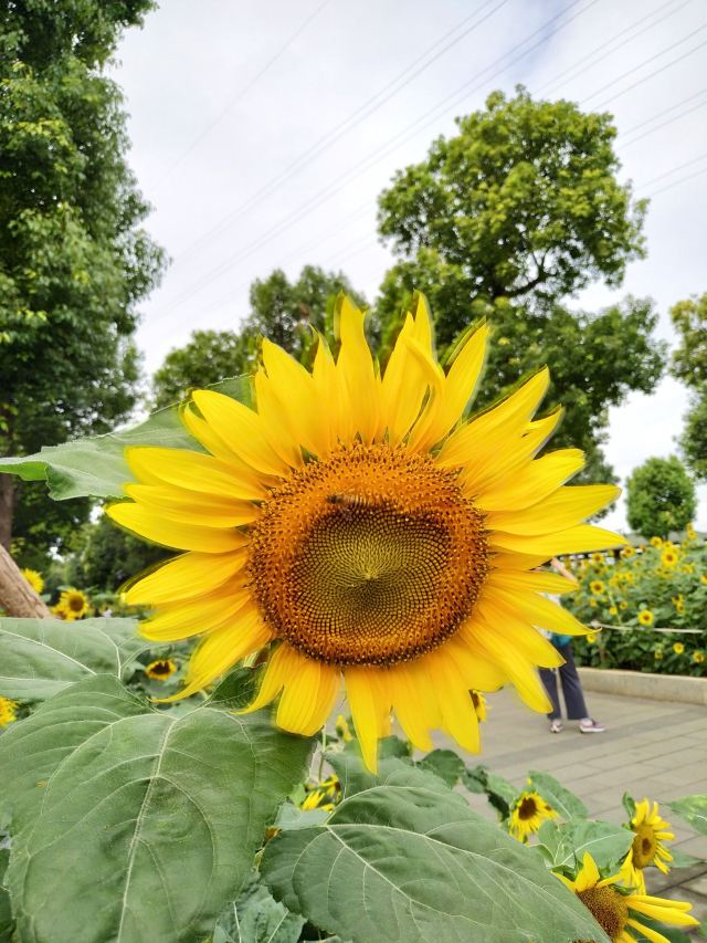Xianyue Park