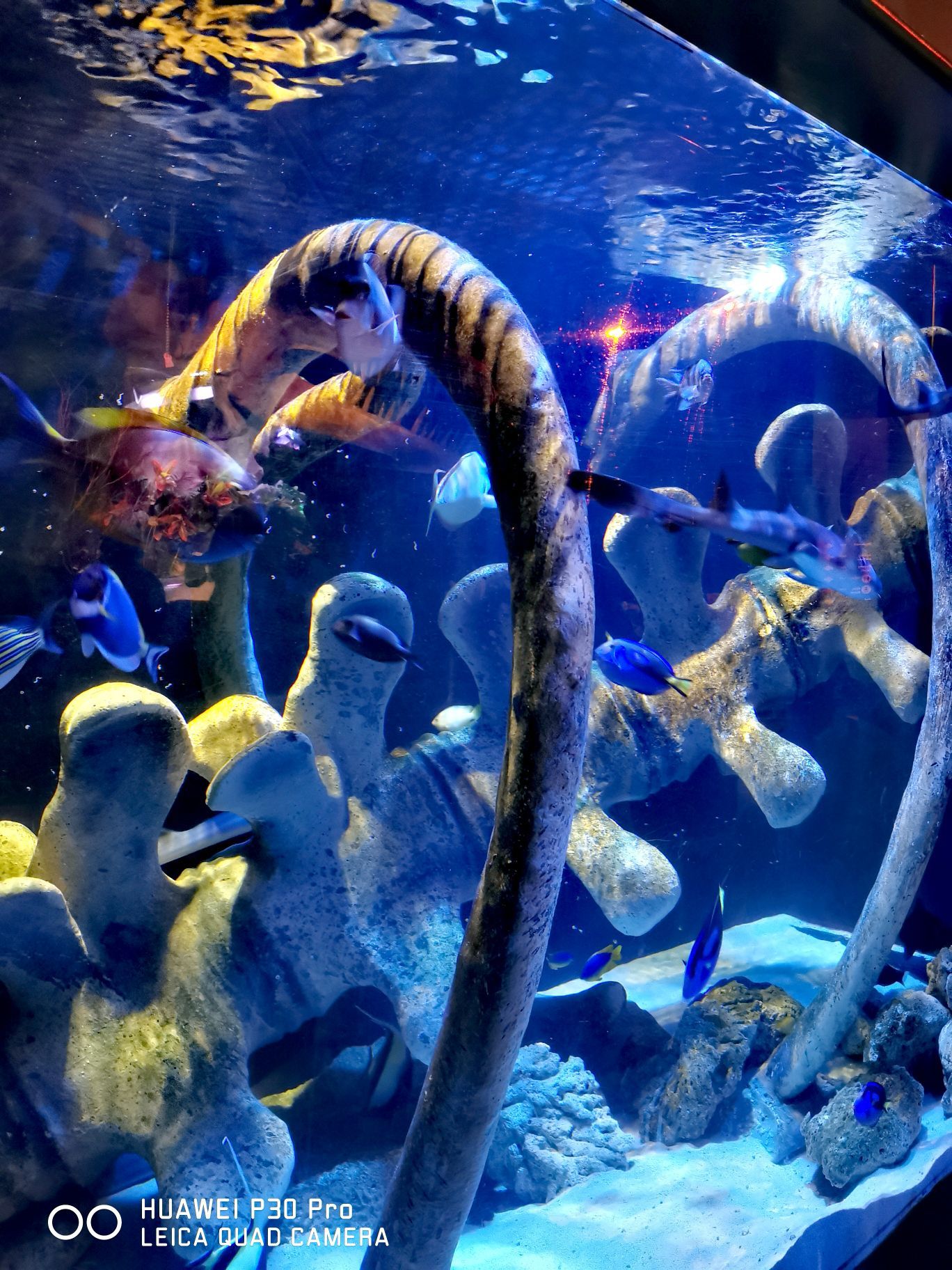 シドニー シーライフシドニー水族館 評判 案内 トリップドットコム シドニー シーライフシドニー水族館 評判 案内 トリップドットコム