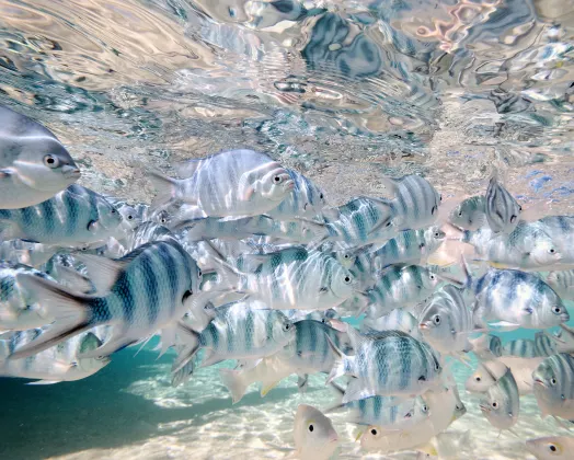 Отзывы об отеле Seastar Hotel and Service Apartment