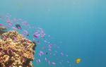 Coral Island