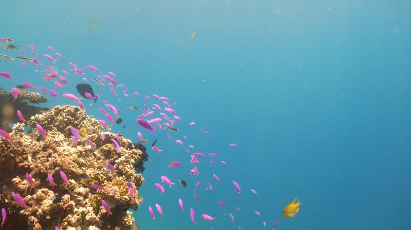 Coral Island