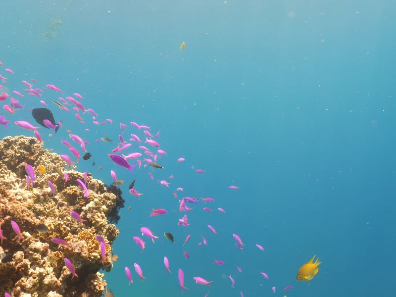 Coral Island