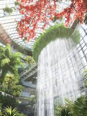 重慶光環購物公園室內植物園“沐光森林”