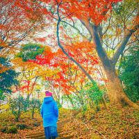 上野公園景點評價 上野公園門票 上野公園優惠 上野公園交通 地址 開放時間 上野公園附近景點 酒店及美食 Trip Com