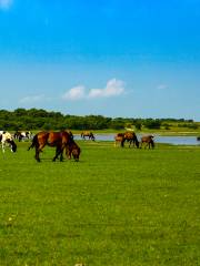 Dorbet Prairie