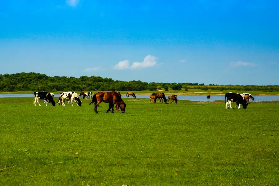 Dorbet Prairie