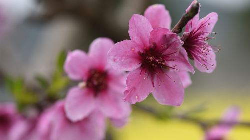 Songlin Peach Blossom