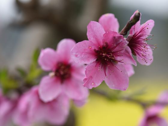 Songlin Peach Blossom